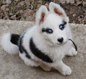 13 Animals Famous For Their Unusual Fur Markings (PHOTOS)