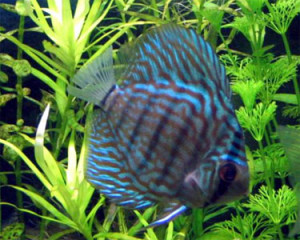 Blue Turquoise Discus Fish