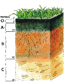 Soil Horizon Profile