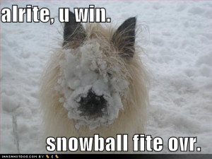 funny-dog-pictures-snowball-fight-over