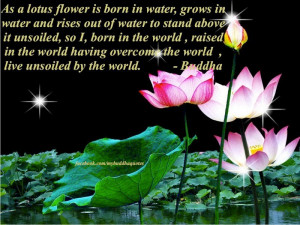 Lotus Flower Meaning Quotes: Buddha's Dharma : As A Lotus Flower Is ...