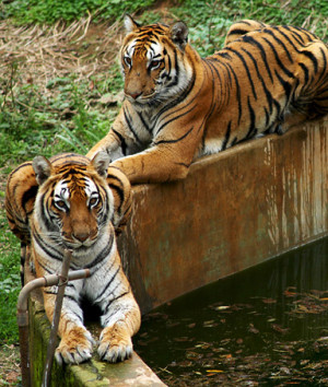 tigers extinction survival