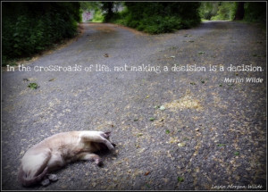 Merlin-cat-quote-decision-making-wisdom