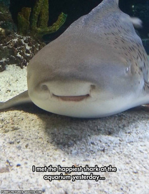 Funny Quotes About Sharks