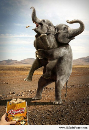 Insane funny elephants picture - Funny Picture