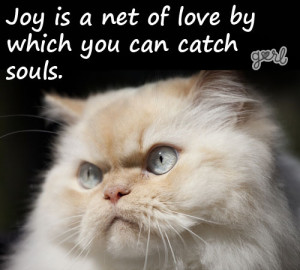 10 Angry Cats Meet Inspirational Quotes