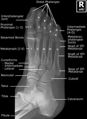 Radiographic Anatomy - Foot Oblique