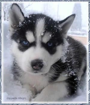 Sourced from: husky-petlove.com