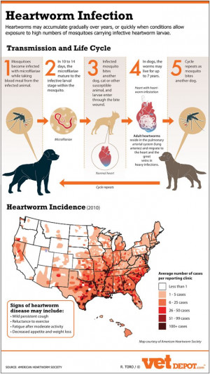 ... Heartworm Prevention, Heart Worms, Dogs, Pets Health, Infection