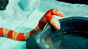 gif animals cute creepy monster Medusa albino snakes reptiles snake ...