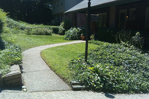 Hard to see it, but I ran the edger along the walk after removing a ...