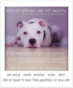 Quotes for Amazing Rescue Dog