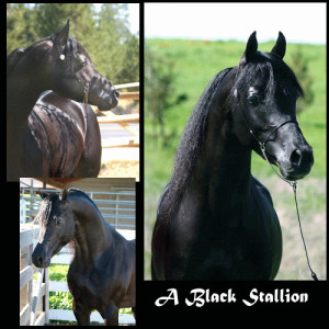 The Black Stallion Lover