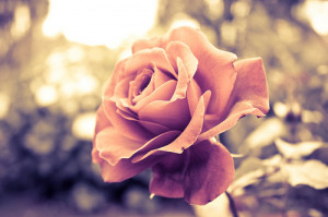 beautiful, flower, nature, photography, pink, plant, pretty, rose