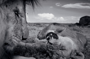 Intimate National Geographic Portraits of the Serengeti Lion