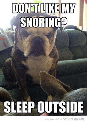angry grumpy dog animal don't like snoring sleep outside funny pics ...