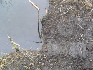 Little Beaver Trapping