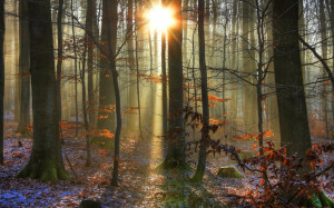 forest woods trunks sunlight sunrise sunset beam rays winter snow ...