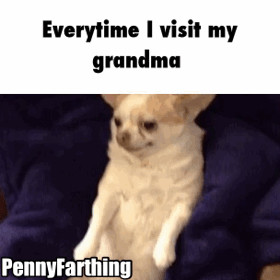 funny-gif-dog-grandma-food