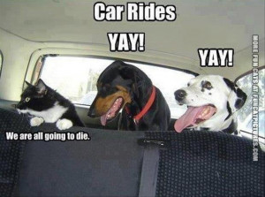 funny cat picture car rides dogs vs cats
