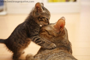 Title: Cute Cat and Kitten; Happy Mother’s Day Special Picture