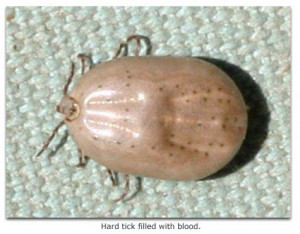What Does Ticks Look Like