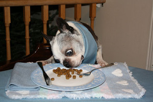 Funny photos funny dog face eyes food