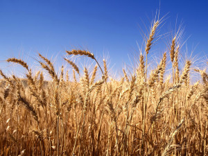 ... 05 lakh tonne whilst private dealers purchased 21,728 tonnes of wheat
