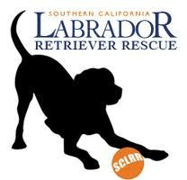 Labrador retriever Rescue