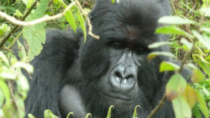 An adult mountain gorilla. There are less than 800 of the species ...