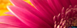 Download Pink Gerbera Daisy Mobile Wallpapers For Free Picture
