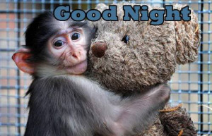 day english funny funny animals funny monkey good night