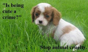 Stop-Animal-Cruelty-against-animal-cruelty-7969135-463-277.jpg