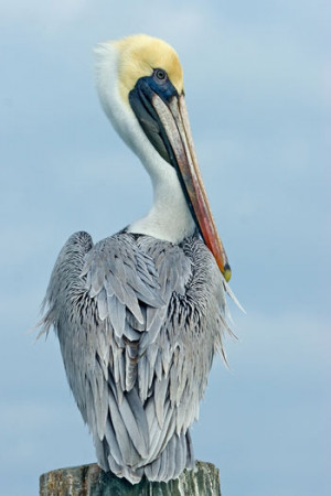 Free Quotes Pics on: Louisiana State Bird Brown Pelican