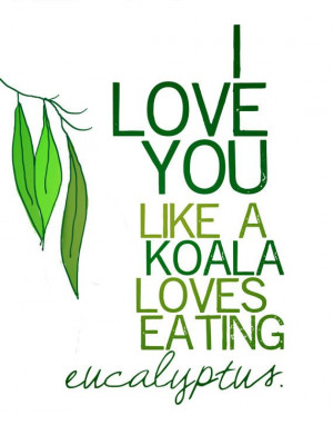 aawww #koala #love #quote