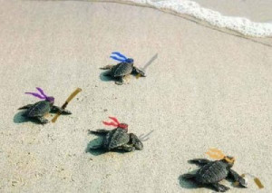 baby turtle, cute, sea turtle, turtle