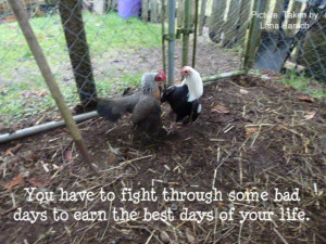 Chickens and Quote