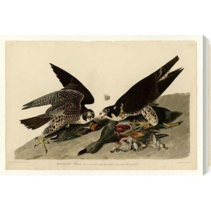 Gallery Direct 'Great-Footed Hawk' by John James Audubon Painting ...