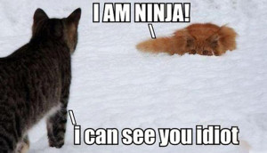 Funny ~ Cats ~ Ninja ~ Quote