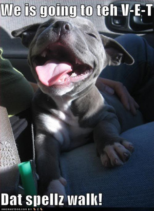 All Graphics » PIT BULL PUPPY