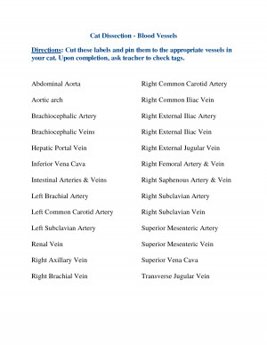 Artery; Celiac & Mesenteric Arteries; Inferior Vena Cava; Iliac Artery ...