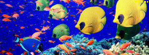 Facebook covers - Sea life and fish aquarium timeline cover photo 012