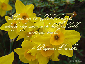 Rain-Wet Azaleas Flowers with Benjamin Franklin Quote
