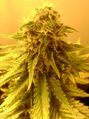 pineapples if the strain came after the movie they really found a nice ...