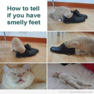 Its Friday Quotes Cat Funny smelly feet cat quotes