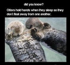 hold hands when they sleep love love quotes quotes cute animals quote ...