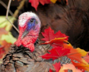Thanksgiving quotes, funny jokes, Thanksgiving one-liners for Turkey ...