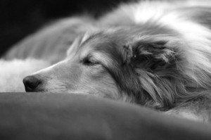 ... from the dogs is the tenderness they evoke in us.