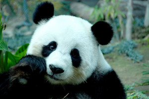 panda, giant panda, panda free, panda info, panda anti virus, panda ...