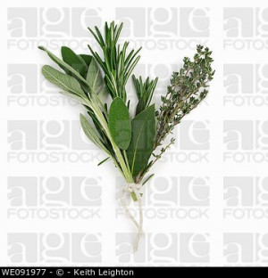 home fresh herbs herbs fresh sage